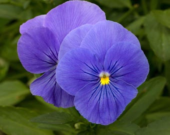 Viola Philippica Seeds Violet Flower Garden Planting Seed Pack