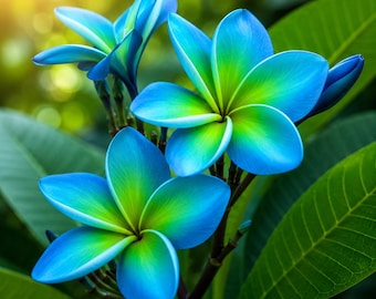 Plumeria Seeds Frangipani Flower Heirloom Perennial Tropical Garden Seed Landscape Patio Gift Decor