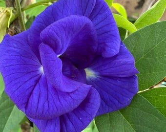 Organic Butterfly Pea Seeds Exotic Blue Climbing Blossoms Tropical Herbal Vine Outdoor Garden Plant