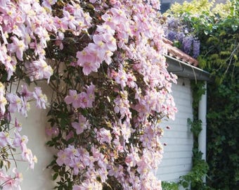 Rare Clematis Seeds Flowering Vine Seeds for Trellis Garden Planting
