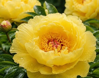 Peony Seeds for Planting Ruffled Perennial Garden Flower Seeds