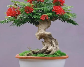 Flame Tree Bonsai Seeds Tropical Delonix Regia Indoor Outdoor Plant