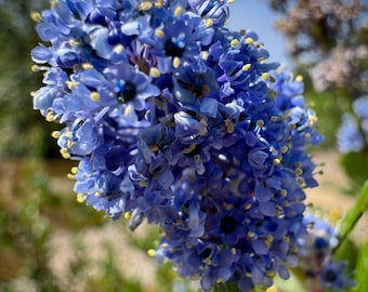 California Lilac Seeds Fragrant Flowering Shrub Hardy Outdoor Garden Plant Pack