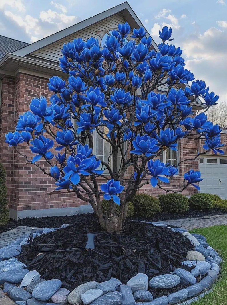 May include: A vibrant blue magnolia tree in full bloom. The tree's branches are laden with large, velvety blue flowers. The tree is planted in a bed of black mulch and surrounded by a border of gray stones, set against a brick house.