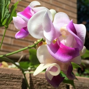 May include: A cluster of pea flowers featuring delicate, ruffled petals in shades of white, soft pink, and vibrant magenta. The blossoms are attached to a thin green stem with visible green leaves, showcasing a complex, layered structure.