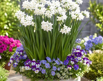 Paperwhite Ziva Bulbs White Indoor Bloom Fragrant Container Plant