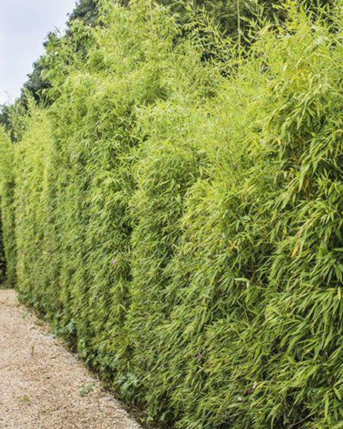 Austree Hybrid Willow Tree Cuttings: Fast Privacy Screen, Shade ...