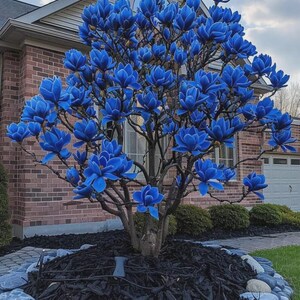 May include: A vibrant blue magnolia tree in full bloom. The tree's branches are laden with large, velvety blue flowers. The tree is planted in a bed of black mulch and surrounded by a border of gray stones, set against a brick house.
