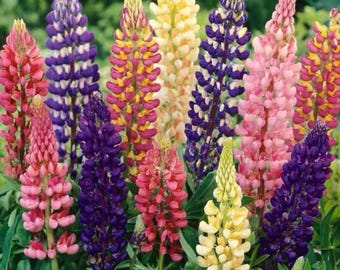 Lupine Flower Seeds Colorful Perennial Blooms Non GMO Pollinator Friendly Cottage Garden Border Plants