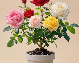 Climbing Rose Seeds Mixed Heirloom Flower Vine Seeds for Planting