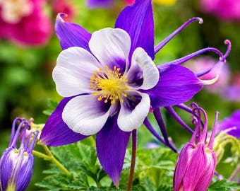 Columbine Seeds Aquilegia Heirloom Perennial Flower Seed for Cottage Gardens Shade Borders