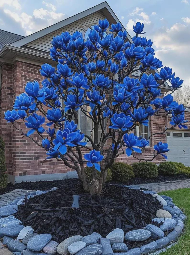 May include: A vibrant blue magnolia tree in full bloom. The tree is planted in a bed of black mulch and surrounded by a border of gray stones. The background features a brick house and a clear sky.