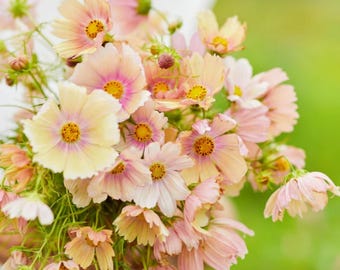 Cosmos Bipinnatus Seeds Mixed Colors Butterfly Friendly Non GMO Easy Grow Cut Flowers