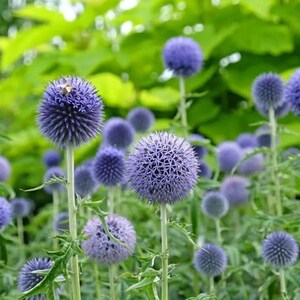 Può includere: Un gruppo di fiori di cardo con teste sferiche, spinose e di colore blu-violetto su steli verdi sottili e dritti. Le teste rotonde sono composte da numerosi minuscoli fiorellini a forma di stella, con un'ape visibile su uno dei fiori.