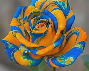 Mixed Rose Seeds Perennial Flower Bush Colorful Garden Plant
