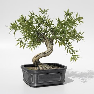 May include: A bonsai tree in a dark grey square pot. The tree features a twisted, textured trunk and bright green leaves. The pot has a rectangular design with silver trim, creating a classic look. The bonsai is a great accent for any home or office, adding a touch of nature.