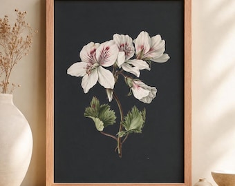 Vintage Pelargonium Flower Print, Botanical Archive Framed Wall Art