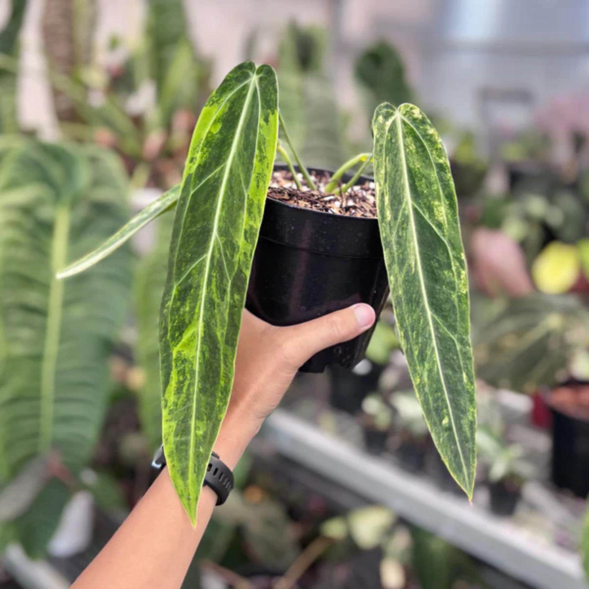 モンステラ・ポトス Anthurium warocqueanum dark narrow Anthurium
