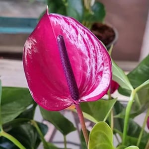 May include: Close-up of a vibrant magenta anthurium flower. The heart-shaped spathe has a glossy texture, with a dark purple spadix at its center. Green leaves surround the flower, creating a striking contrast. The plant is in a pot.