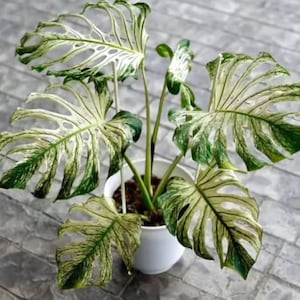 May include: A potted Monstera plant with large, variegated leaves. The leaves are a mix of green and white, with distinctive fenestrations. The plant is in a white pot, set against a grey tiled surface.