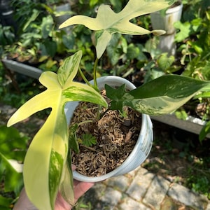 May include: A houseplant in a white ceramic pot, featuring large, variegated leaves in green and yellow. The plant is set in soil and mulch. The leaves have a distinctive shape. The plant is held in a hand.