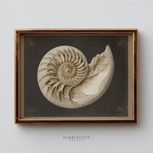 May include: A framed wall art print featuring a detailed cream-coloured nautilus shell illustration centred on a dark charcoal background. The frame is a metallic bronze colour. The text "HARRINGTON PRINTS" is printed in black below the frame.