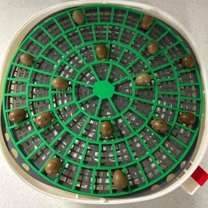 May include: A top-down view of a white and gray incubator tray with a green grid. The tray holds 14 speckled brown eggs. The incubator has a red handle on the side.