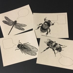INSECTES VOLANTS . Lot de 12 cartes postales libellule cigale abeille scarabée cartes kraft 4,25 x 5,5 cartes postales papeterie cartes insectes mignons faire-part