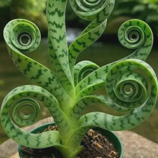 Snake Plant Sansevieria Zeylanica Levende plant in pot | Kamerplant luchtreiniger voor binnen