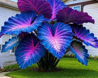 Rare Giant Elephant Ear Bulbs Tropical Plant |  Large Foliage Shade Garden Decor Roots