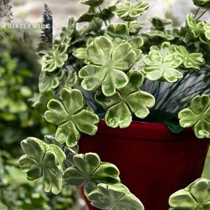 May include: A close-up of a potted plant with green, clover-shaped leaves. The leaves have a glossy finish and are a mix of light and dark green. The pot is a deep red color, and the text "THISTLEWICK" is visible in the upper left corner.
