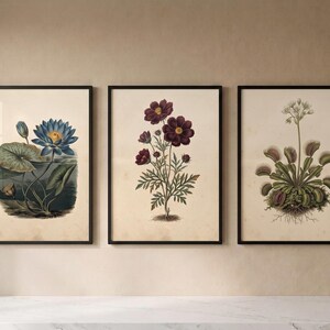 May include: Three framed wall art prints featuring botanical illustrations on a cream background. The left print shows a blue water lily, the center print displays dark red cosmos flowers, and the right print depicts a green Venus flytrap plant.
