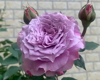 Colin Craven Rose Seeds 30+ Fragrant Purple Garden Roses