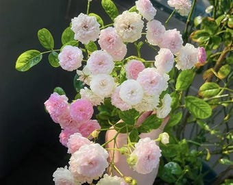 Pink White Rose Seeds 50+Fragrant Garden Flower Plants