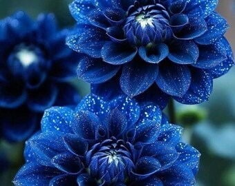 Dahlia Pompon Seeds 300+ – Rare Annual Garden Blooms