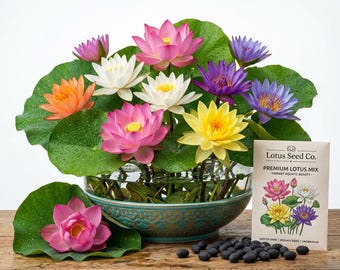 30 PCS Lotus Seeds for Planting – Mixed Bowl Water Plants for Ponds