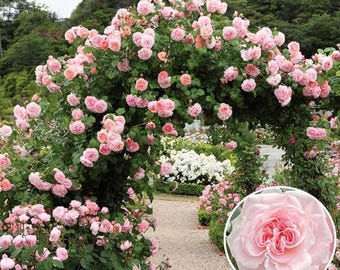 Pink Climbing Rose Seeds 100+ Heirloom Garden Vine Flowers