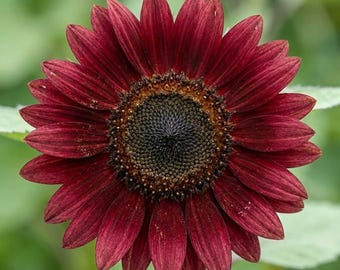 Chocolate Cherry Sunflower Seeds 300+Tall Garden Cut Flower Plants