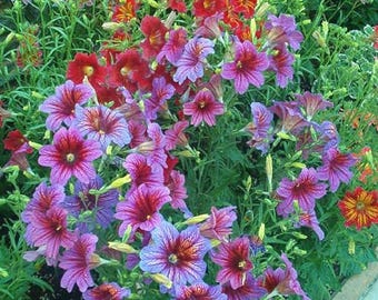Morning Glory Seeds 100pcs – Rare Chilean Climbing Plants