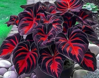 Mixed Hosta Seeds 220+  Rare Perennial Shade Garden Plants