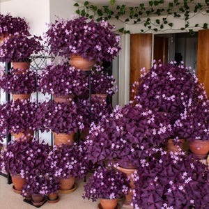 Op de afbeelding: Een verzameling Oxalis triangularis-planten, ook wel bekend als paarse klaverzuring, met dieppaarse, driehoekige bladeren en kleine, tere lichtroze bloemetjes. De planten staan in diverse terracotta-kleurige potten.
