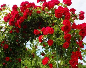 Rose Seeds 100pcs – Rare Dark Bloom Garden Plants