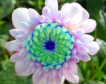 100 Rare Dahlia Seeds – Lavender White Garden Flowers