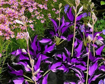Hosta Seeds 305+ – Non GMO Heirloom Shade Foliage Plants