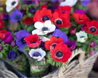 20 gemischte Anemone De Caen Knollen | Lebendige Mohnblumen