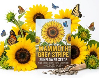 600+ Mammoth Grey Stripe Heirloom Flowers – Tall Non-GMO Garden Plants