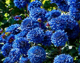 400 Dahlia Seeds – Rare Perennial Garden Flower Plants