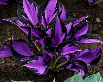 Hosta Seeds 305+ – Hardy Perennial Shade Plants