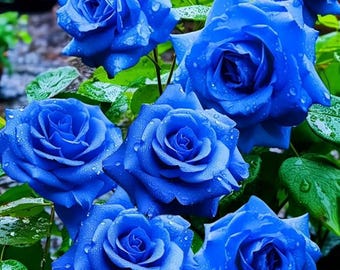 Perennial Rose Seeds Mix 110 pcs | Colorful Bloom Garden Flowers