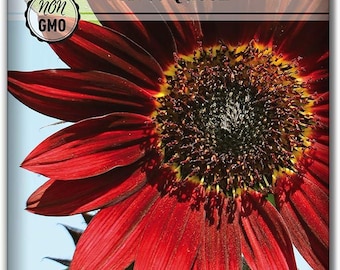 Velvet Queen Sunflower SeedsGiant Tall Burgundy Red Garden Flowers